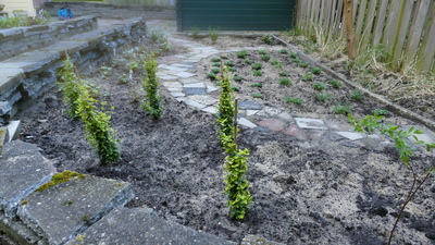 Vergroening tuin 19